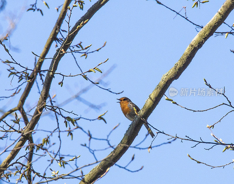 知更鸟(c. Erithaeus rubecula)在春天的树枝上